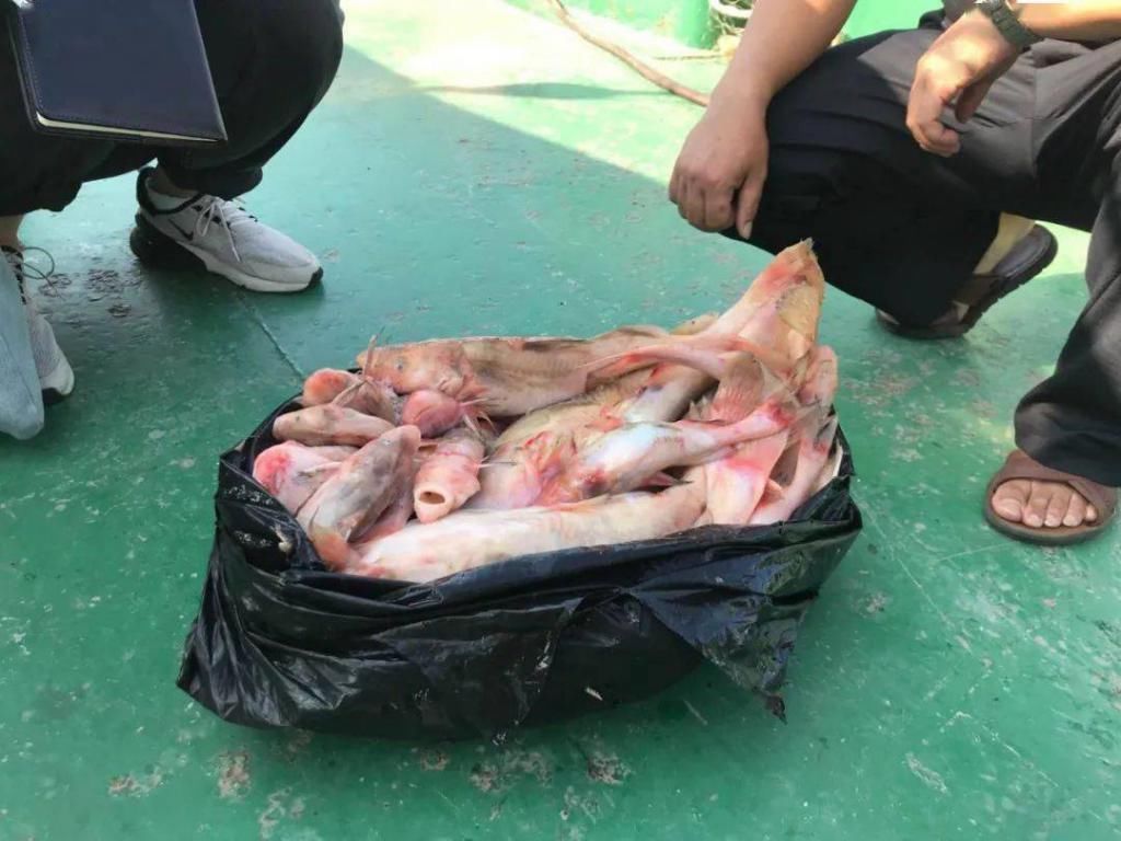 横沙|这伙人在横沙码头专电长江鮰鱼，无视禁渔难逃法网