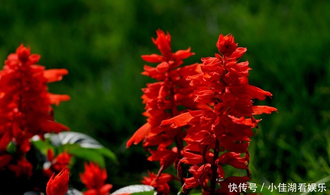 能开|20种秋天开花的植物,外出看到,记得拍照欣赏!