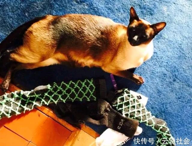 萌翻|100双袜子神秘失踪，找到“小偷”后，网友们都被它萌翻了！