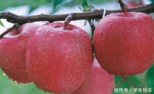 生活中有很多|又到了吃苹果的季节,挑选时,掌握了这几个小技巧,香甜又脆爽