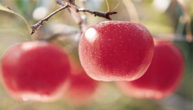 世界|世界最丑的苹果之一,果农切开的那一刻,才知道它的美味之处