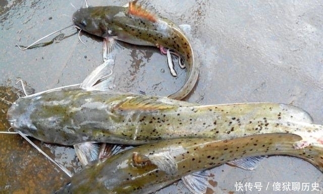 甲鱼|比甲鱼营养,一斤卖到300元,被誉为“淡水鱼之王”,却常被嫌弃