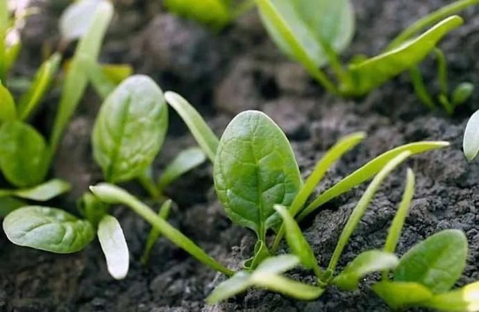 适合|冬天吃不起菜新西兰华人6月种菜攻略,适合新人上手