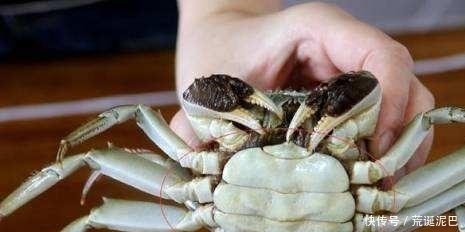 大闸蟹|金秋送爽,选螃蟹有技巧,看准这几点,个顶个的肥美多汁