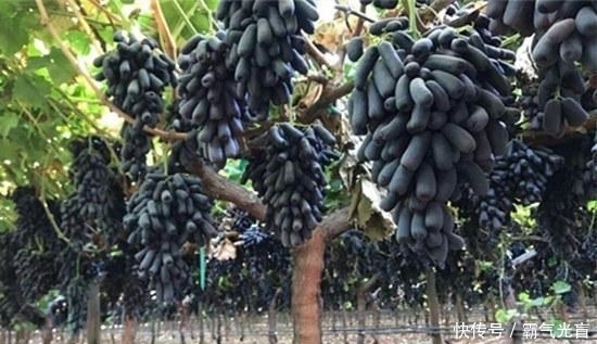  全家|此树非常高产，沾土就活，甜度高，院子里种一株，来年全家吃不完