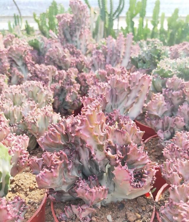 房顶|2种“奇葩”绿植，放在阳台上，半个月浇次水，蹭蹭长到房顶