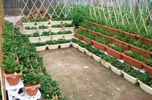 羡慕|13个“私家菜园”好吃又好看,网友直呼太羡慕了