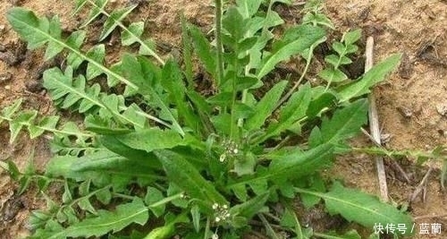比肉|夏天农村几种适合凉拌包饺子的野菜,比肉还要香,吃过的人全说好