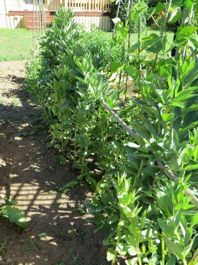 适合|冬天吃不起菜新西兰华人6月种菜攻略,适合新人上手