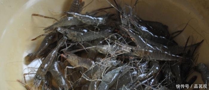 生蚝干|东北“大硬菜”被吐槽没南方硬,东北人不服气你们有啥货尝尝