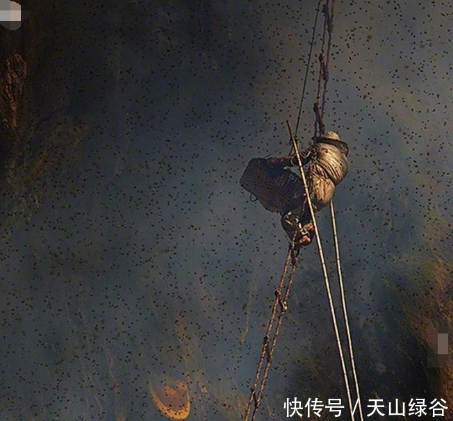 黄金|比黄金还贵,这是世界上最贵的蜂蜜,一瓶抵上一台宝马