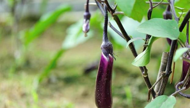 栽培技术|茄子种植栽培技术要点,以及科学化田间管理,进来看看