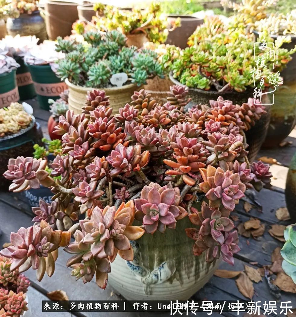  泡一壶|多肉庭院慢生活种一片多肉，喝一杯果酒，泡一壶清茶！