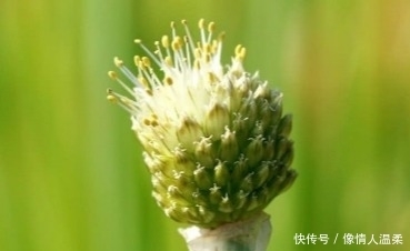 特发|9月底横财大发特发，命好运好，事事如意，好运一箩筐4大生肖