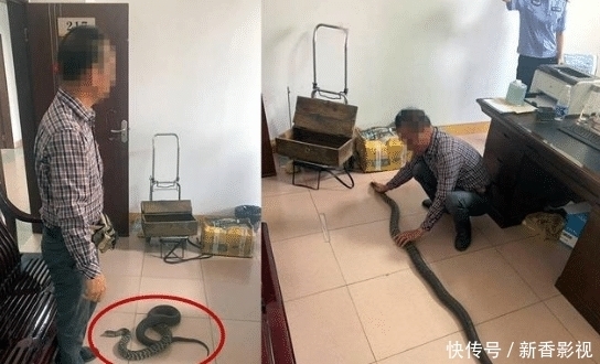 展品|男子用野生动物作展品，民警现场查获2.1米草花蛇