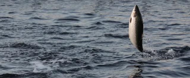 海鲜|世界上65种珍奇海鲜,贝爷都不敢说全部吃过,你吃过几种