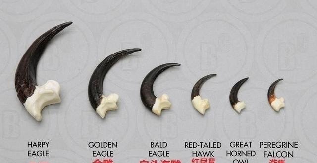  霸主|世界猛禽战力排行榜，谁才是猛禽界的天空霸主