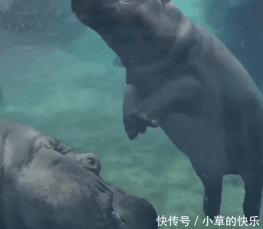 段位|“弱弱问一下,这车什么段位?旁边妹子都看得移不开眼了”