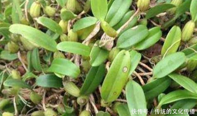 肠胃|肠胃不适可以吃它,还能清热化痰,用来烹饪味道更佳!