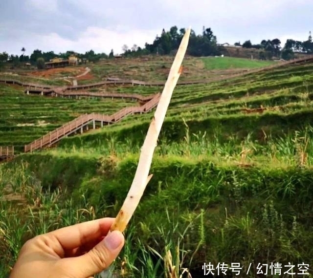  别错过|挖野菜别光盯着陆地上，水中一种野菜价值很高，若家乡有别错过