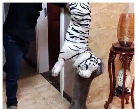  白虎|男子买了一条白虎玩偶，拿起来走的时候感觉不对，低头一看吓坏了