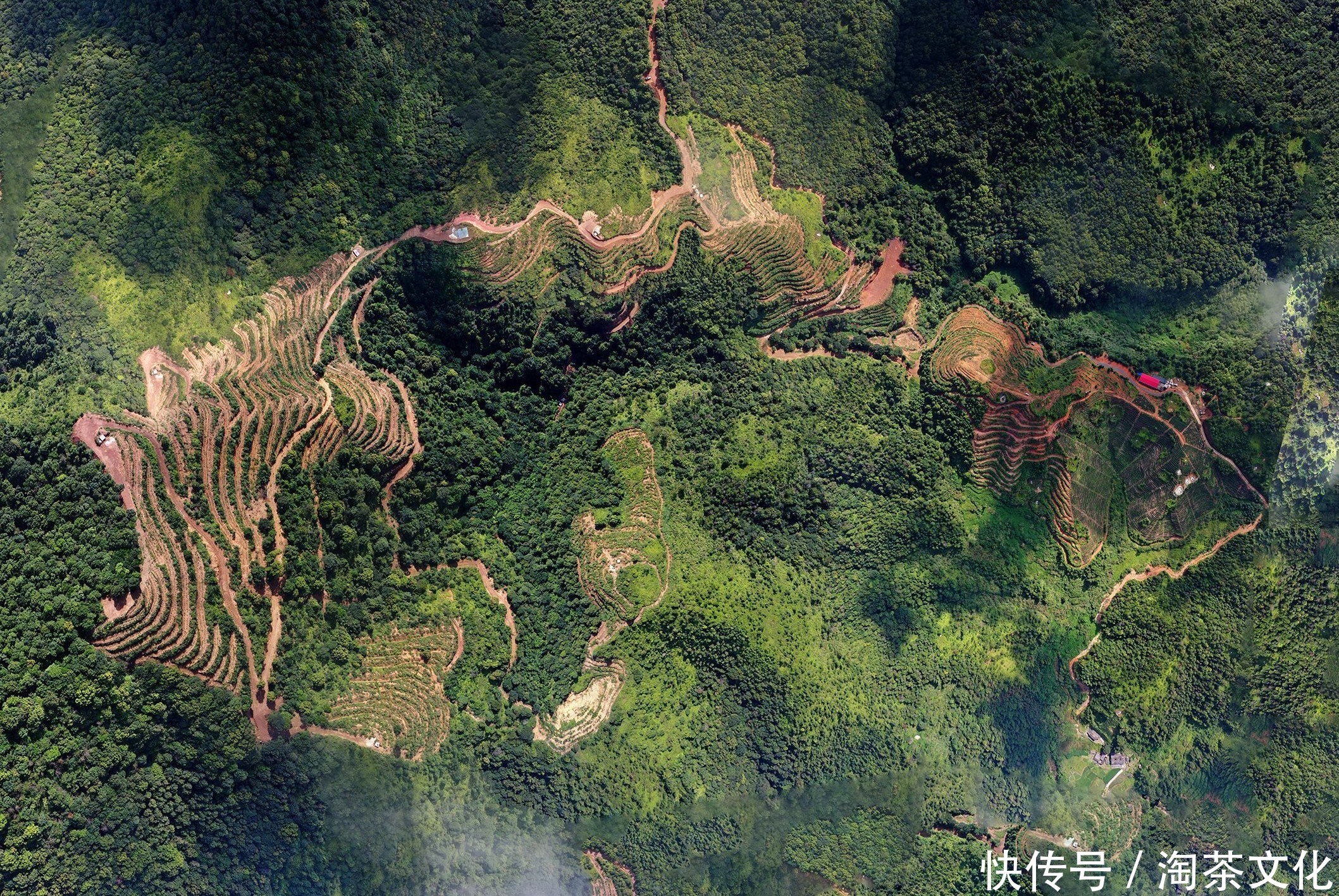 盛开|茶人专访 | 温丽华:你若盛开,清风自来