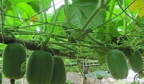 专家|冬瓜怎么种植?知道了这些,你也是半个专家!