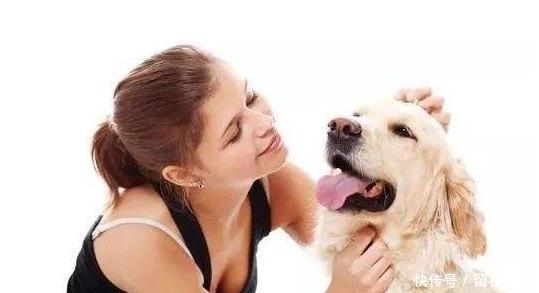  狗狗|为什么狗狗喜欢主人摸它的头部？背后的6个意义，真是“心机狗”