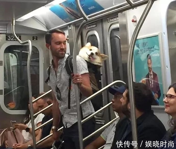地铁|带狗上地铁会发生什么事情?狗子:我可爱了,也被撸秃了