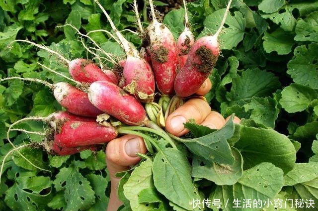 根茎|叶子比根茎好吃,含钙量是牛奶的3倍,好多人不知道,扔掉好可惜