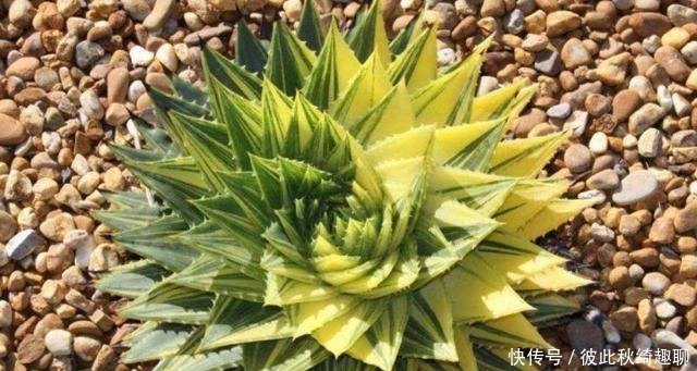 全球|盘点全球昂贵8类多肉,养过其中3种,我跪下抱大腿,乖乖叫土豪