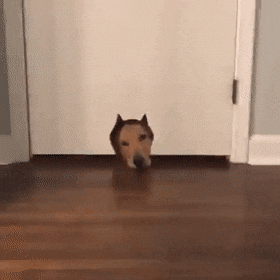  吃饭|搞笑GIF：你们怎么回事，中午没吃饭啊！可是一群女生！