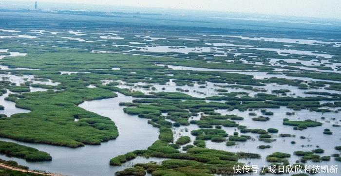 泛滥|这次中国吃货也认输，我国沿海地区泛滥，为根除挖掘机都用上