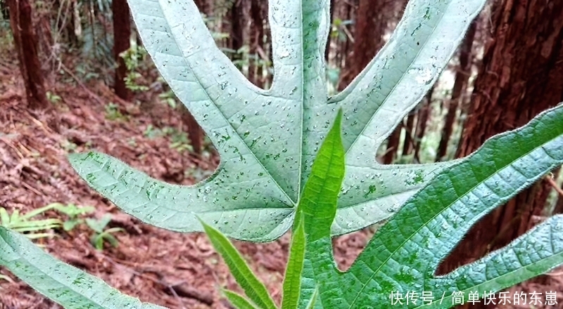 野生的五指|2年直接连根拔起,南方人的最爱,如今35元一斤,网友:真便宜