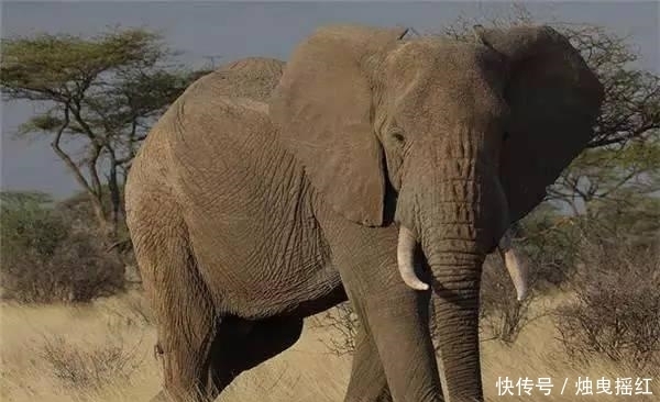 惊讶|盘点19个杀人最多的动物排行榜, 第一位令人惊讶!