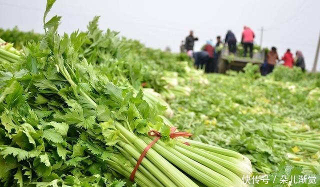 海带|秋天最该吃的六种蔬菜,样样补水润燥,个个平价,家家吃得起