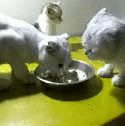 搞笑|搞笑GIF：气球根本无法升起一个人！