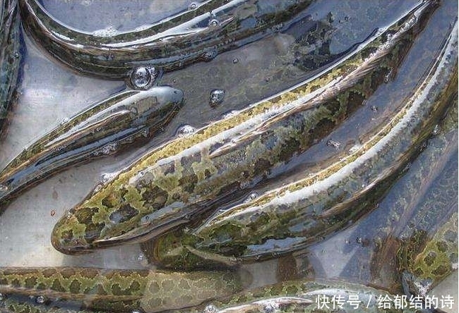 医院|女子市场买的鲜鱼,吃完感觉身体不适,到医院检查后冒了一身汗