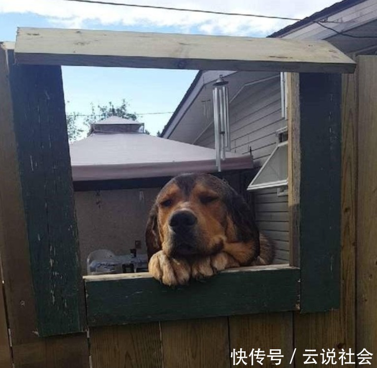 邻居|女生每天隔着围栏和狗狗玩,有一天,邻居决定增加围栏高度…