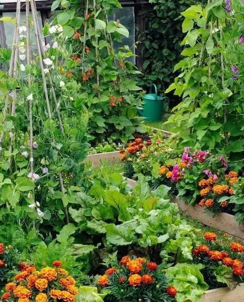 羡慕|13个“私家菜园”好吃又好看,网友直呼太羡慕了