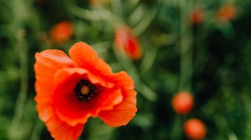  正财|3生肖接下来一周正财滚滚来,收入攀升,不再为钱发愁,恭喜恭喜