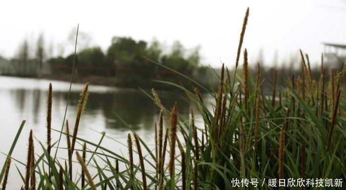 挖掘机|这次中国吃货也认输,我国沿海地区泛滥,为根除挖掘机都用上