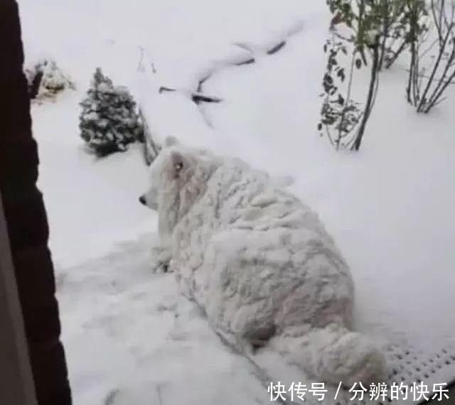  哈士奇|主人被萨摩耶气到，下雪天把它关在门外后，它的反应让主人崩溃了