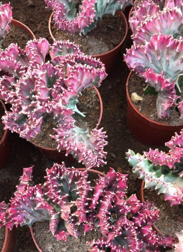 房顶|2种“奇葩”绿植，放在阳台上，半个月浇次水，蹭蹭长到房顶