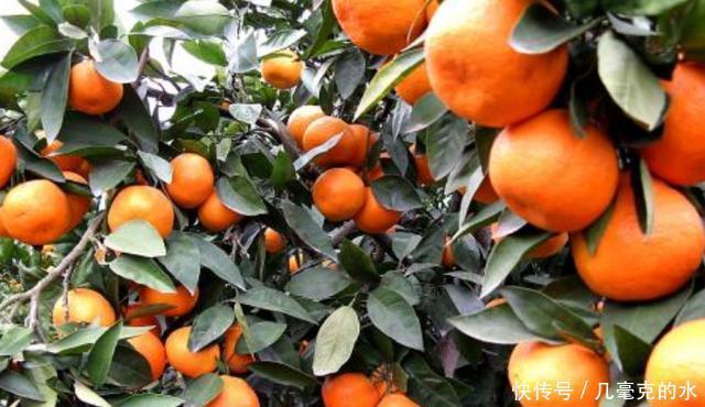 滋味|易家河蜜桔,品位甜中带酸的初恋滋味,吃货快来尝尝