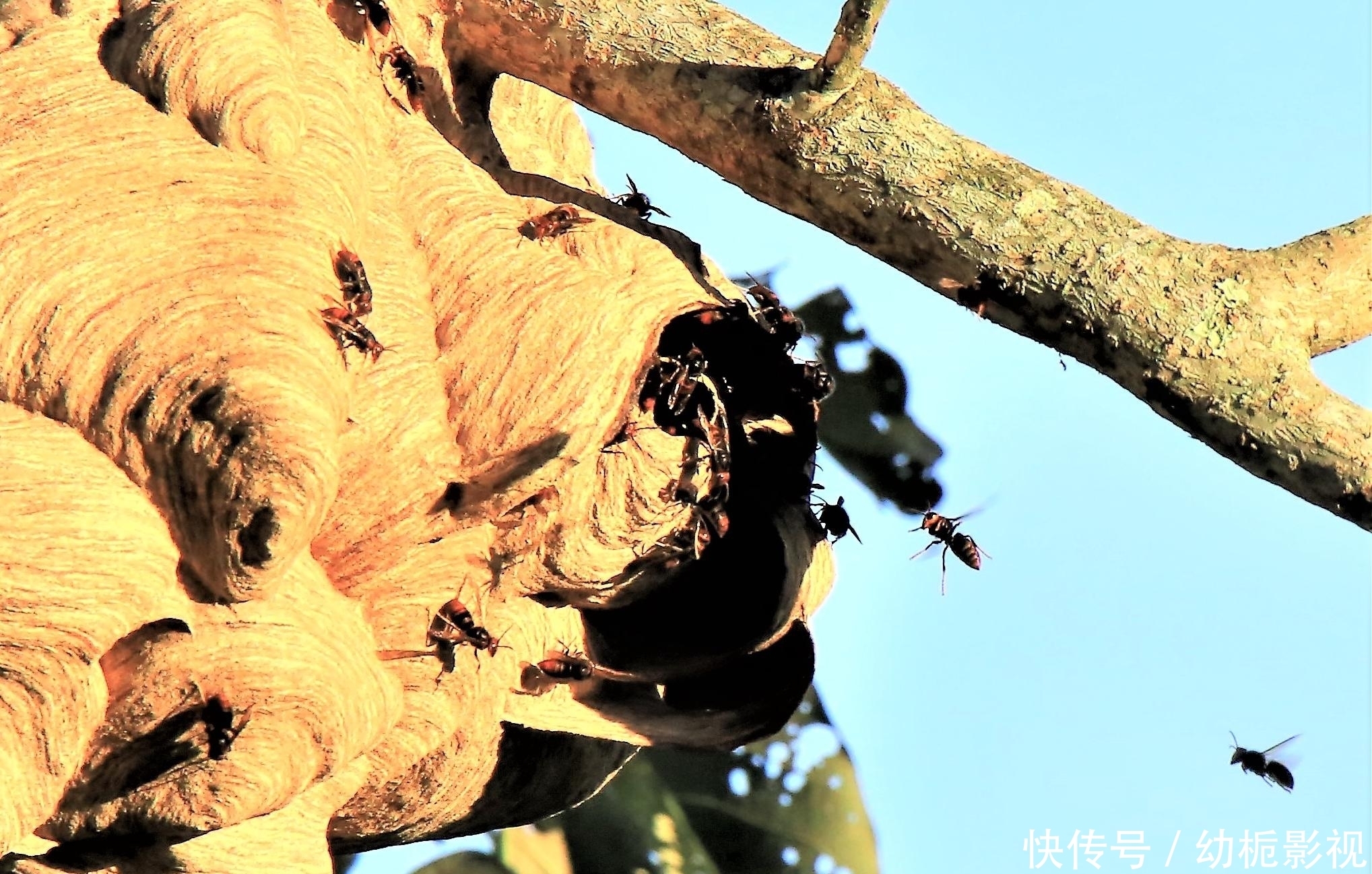 恐怖|又入侵6只,美国再现入侵大毒蜂,它的毒到底多“恐怖”?