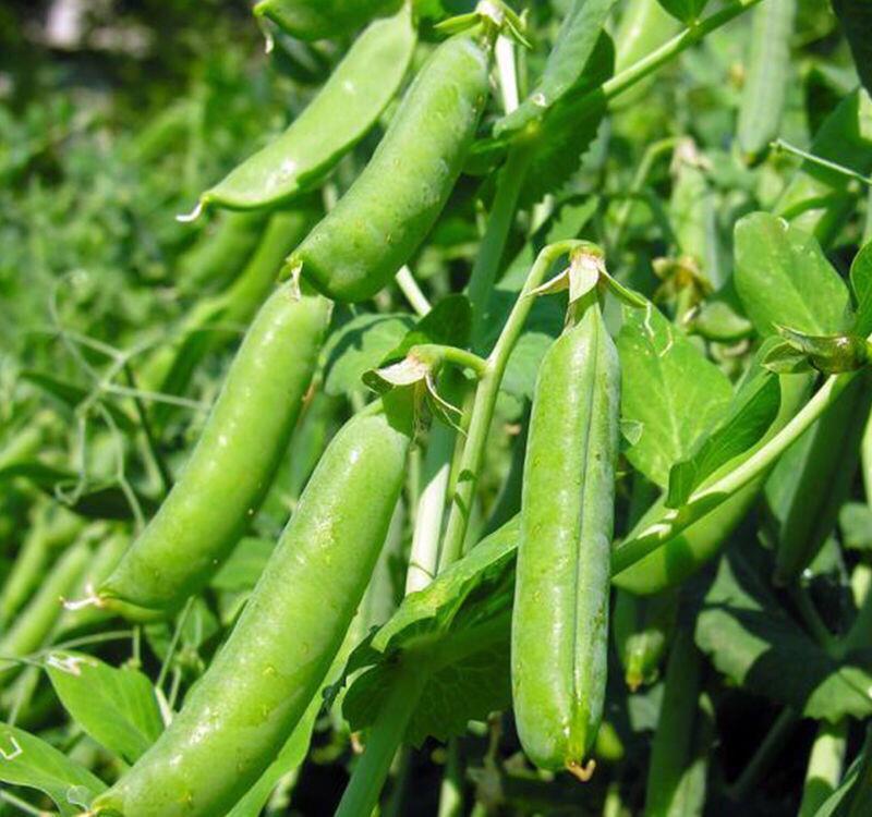 长满|阳台弄个泡沫箱,撒把菜种子,一周长满青菜