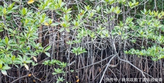  旅游|印尼民丹岛旅游，探秘原始红树林，游客：害怕又回味