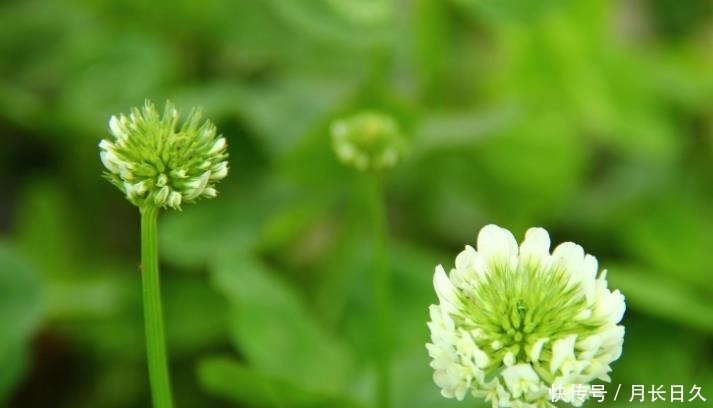 上旬|九月上旬开始,吉星傍身,鸿运当头,财运大涨的生肖