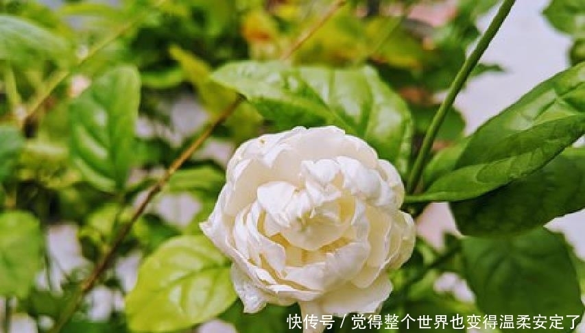 人生|元气满满的人生良言,精致走心,发朋友圈很不错